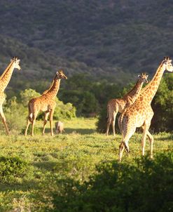 African Giraffes 076