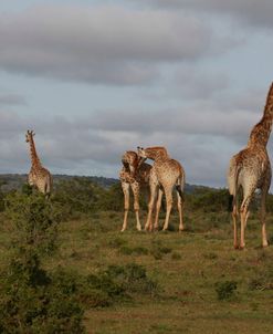 African Giraffes 067