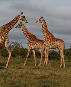 African Giraffes 068