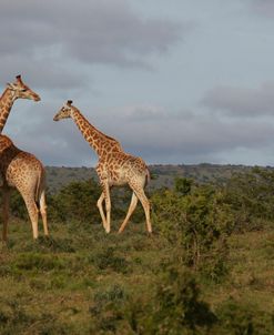 African Giraffes 069
