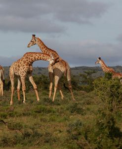 African Giraffes 070