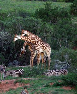 African Giraffes 081