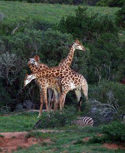 African Giraffes 082