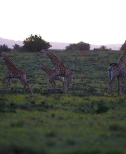 African Giraffes 083