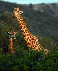 African Giraffes 084