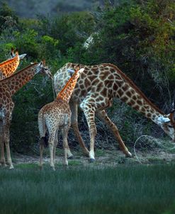 African Giraffes 085