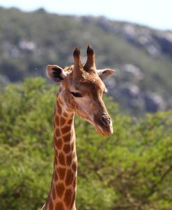 African Giraffes 086