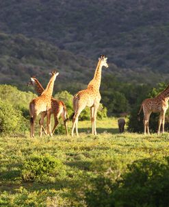 African Giraffes 077