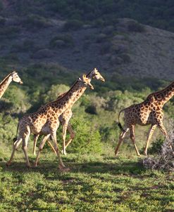 African Giraffes 078