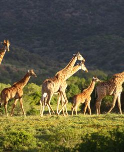 African Giraffes 079