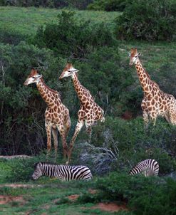 African Giraffes 080