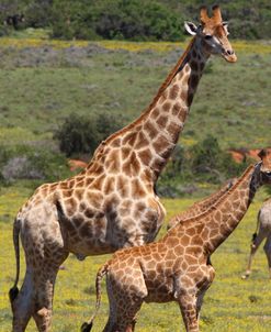 African Giraffes 091