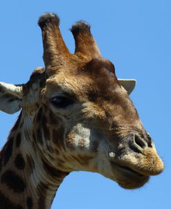 African Giraffes 092