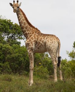 African Giraffes 094