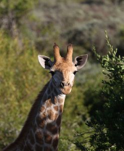 African Giraffes 095