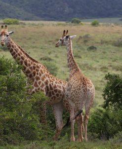 African Giraffes 096