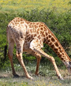 African Giraffes 087