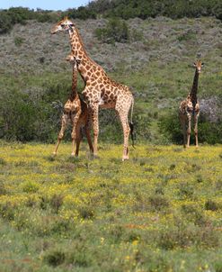 African Giraffes 088