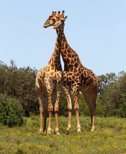 African Giraffes 089