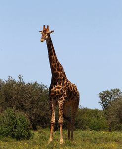 African Giraffes 090