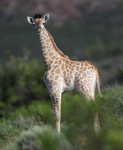 African Giraffes 101