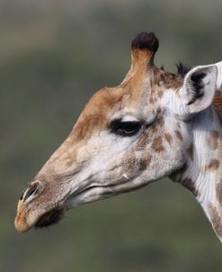 African Giraffes 102