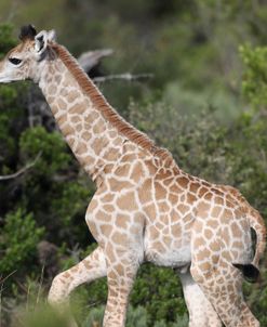 African Giraffes 103