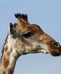 African Giraffes 105