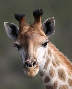 African Giraffes 106