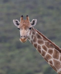 African Giraffes 097