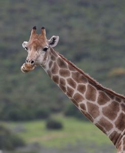 African Giraffes 098
