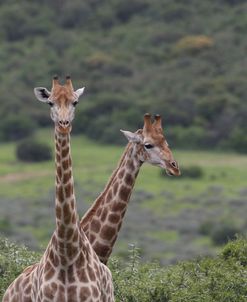 African Giraffes 099