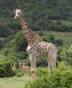 African Giraffes 100