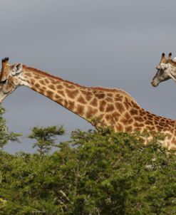 African Giraffes 111