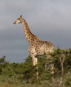 African Giraffes 112