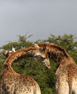 African Giraffes 113