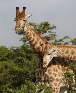 African Giraffes 114