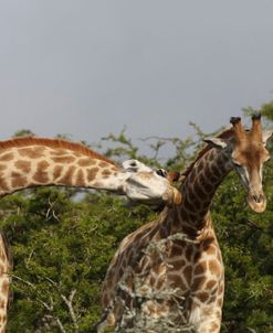 African Giraffes 115