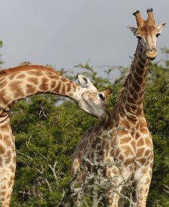 African Giraffes 116