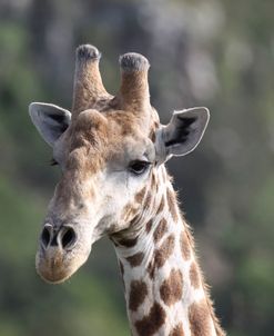 African Giraffes 107