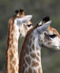 African Giraffes 108