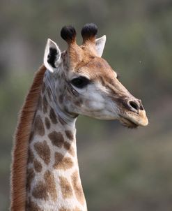 African Giraffes 109