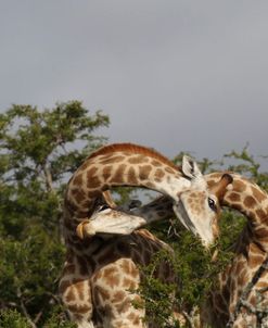 African Giraffes 121