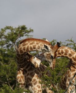 African Giraffes 122