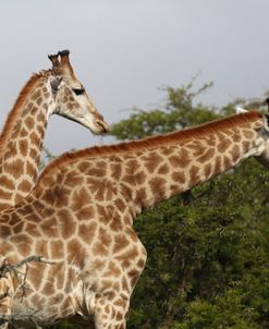 African Giraffes 123