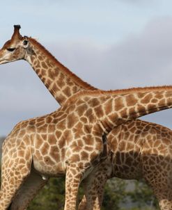 African Giraffes 124