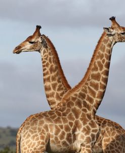 African Giraffes 125