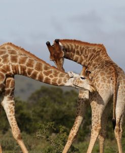 African Giraffes 126