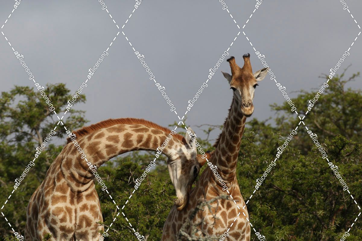 African Giraffes 117