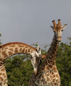 African Giraffes 117